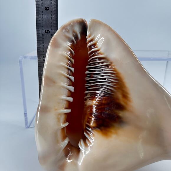 Vintage Striped Cassis Tuberosa - King Helmet Sea Snail Shell - Picture 6 of 10